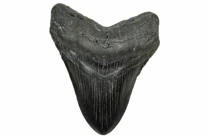 Fossil Megalodon Tooth - South Carolina #328601